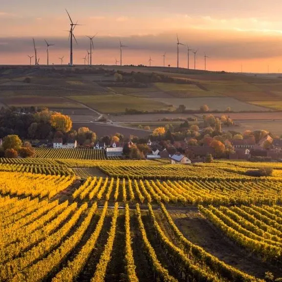 Herbstlich gefärbte Weinberge bei Mommenheim im Abendlicht