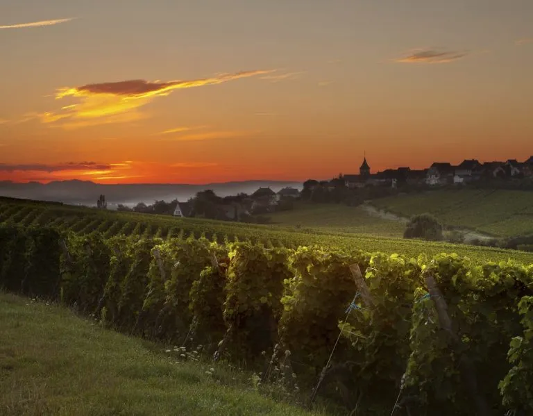 Weinberge und ein Dorf in Rheinhessen im Abendlicht