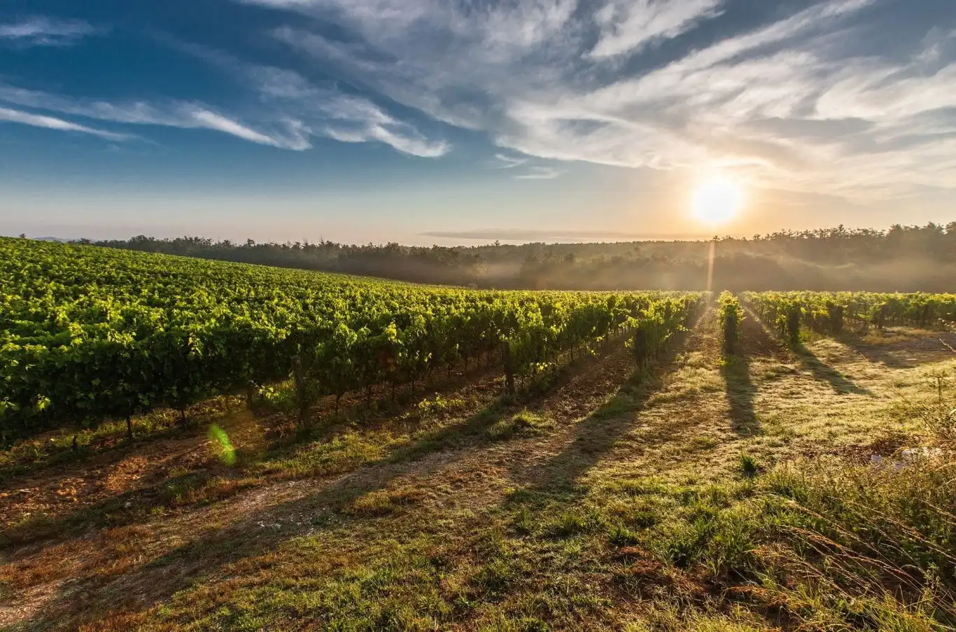 Weinberge in Rheinhessen bei Sonnenaufgang